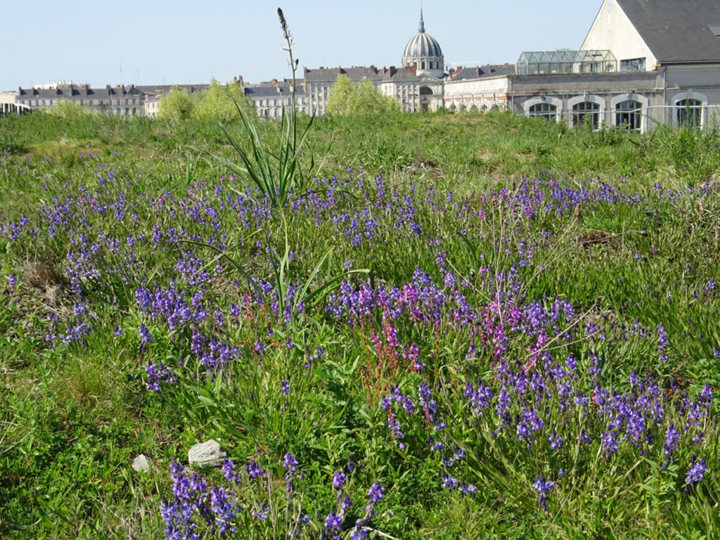 phytolab_nantes-aime-cesaire-polygala02_fevrier2019